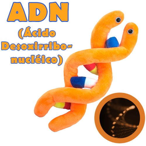Giantmicrobes - ADN-zoom-
