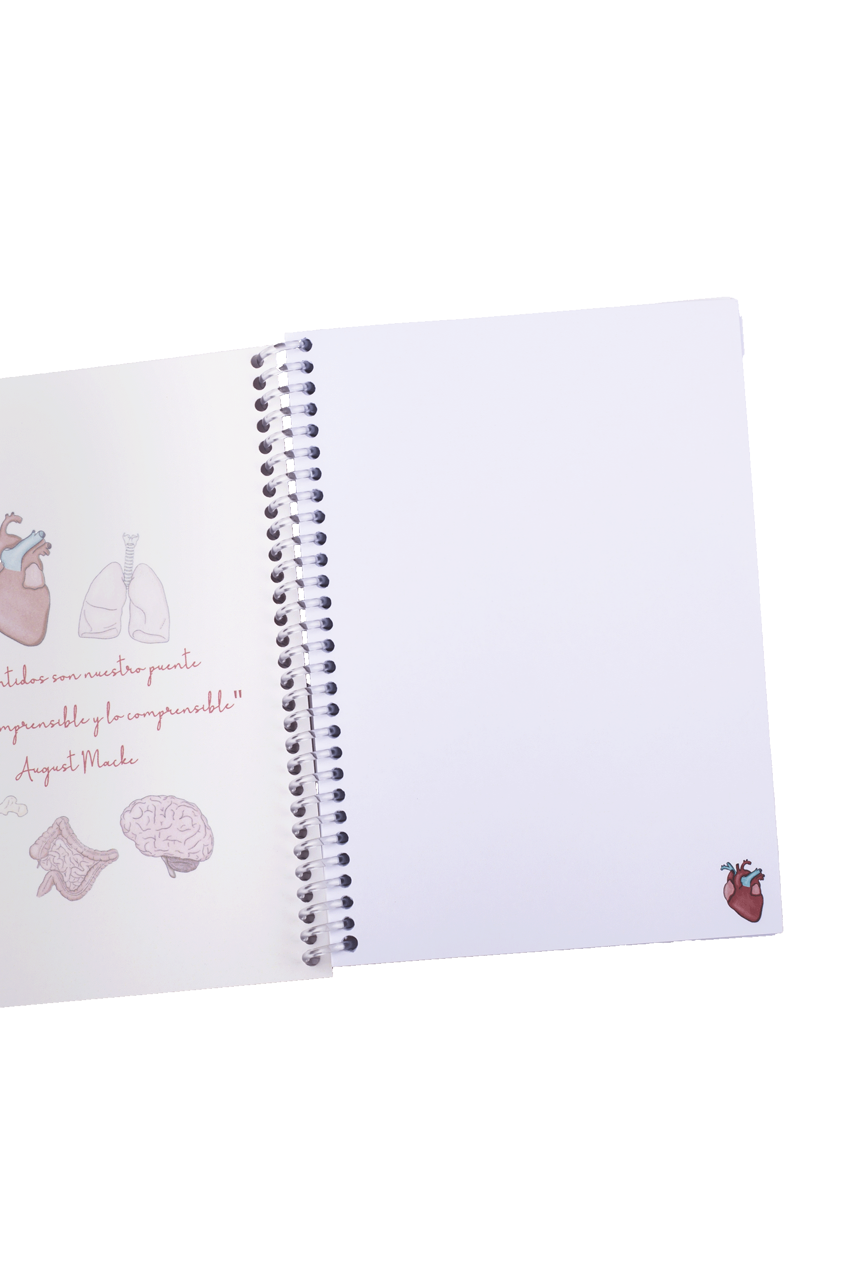 Libreta A6 enfermería - Órganos-zoom-5